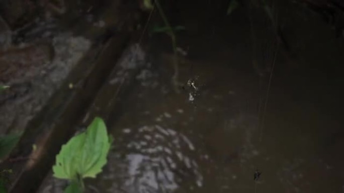 蜘蛛在清澈的水流上筑起网