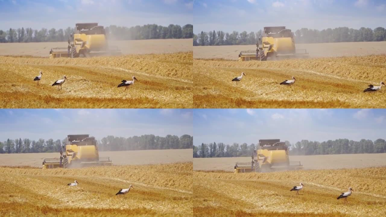 机器收割麦田。联合收割机农业机械收割金熟麦田