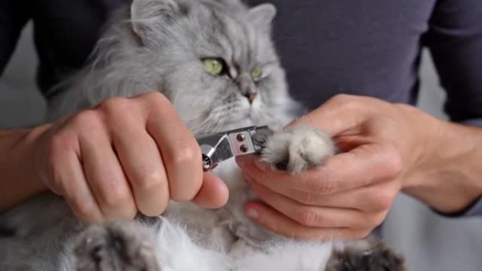 男人用指甲刀或爪子修剪器切割可爱的灰色波斯猫爪子。宠物美容。猫爪护理。