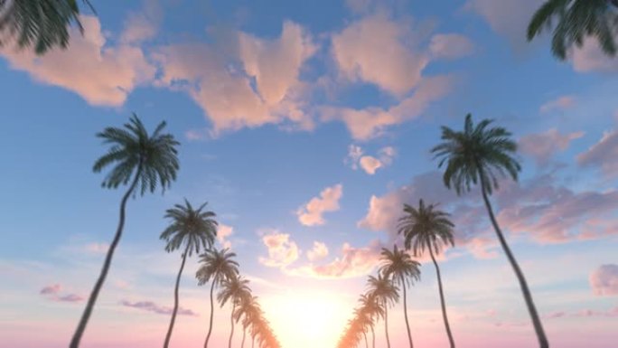 棕榈树在夏日的天空中