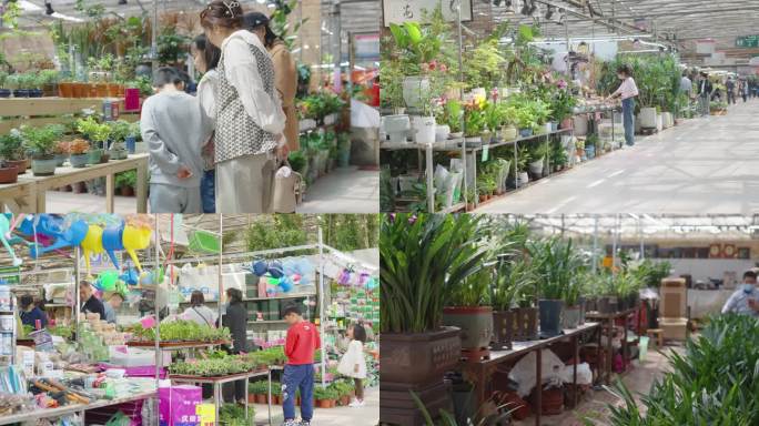 逛花卉市场买花卖花逛街一家人绿植家庭装饰