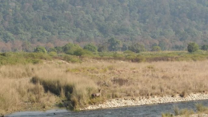 在科贝特国家公园迪卡拉区或印度北阿坎德邦老虎保护区的拉姆甘加河沿岸附近，建立警觉的雄性水鹿或鲁萨单色