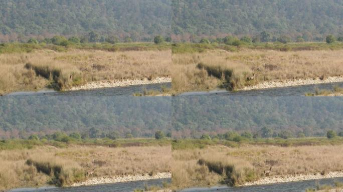 在科贝特国家公园迪卡拉区或印度北阿坎德邦老虎保护区的拉姆甘加河沿岸附近，建立警觉的雄性水鹿或鲁萨单色