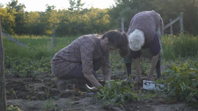 家庭在花园里种蔬菜