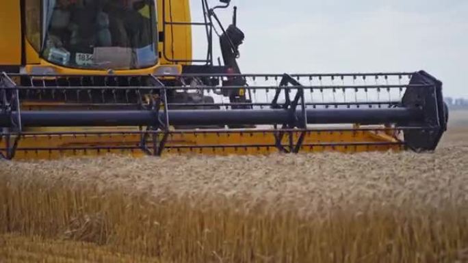 联合收割机收割田地。农场联合收割成熟的黄色小麦