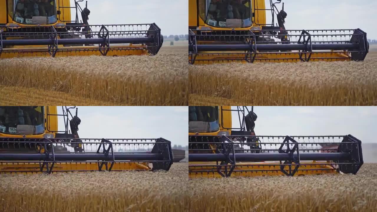 联合收割机收割田地。农场联合收割成熟的黄色小麦