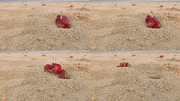 沙滩上的洞中的红蟹
