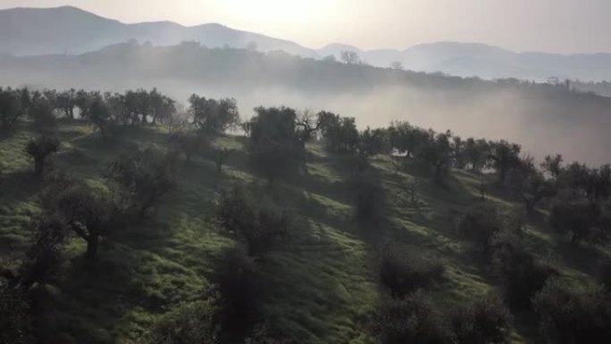 山上的橄榄树。雾中暗示性的场景