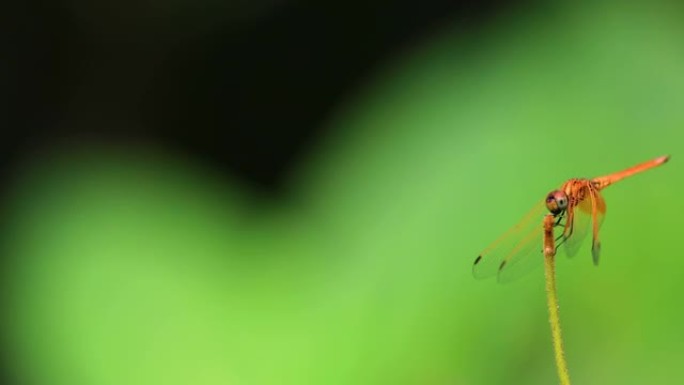 美丽的金红色蜻蜓在自然栖息地的植物茎上。