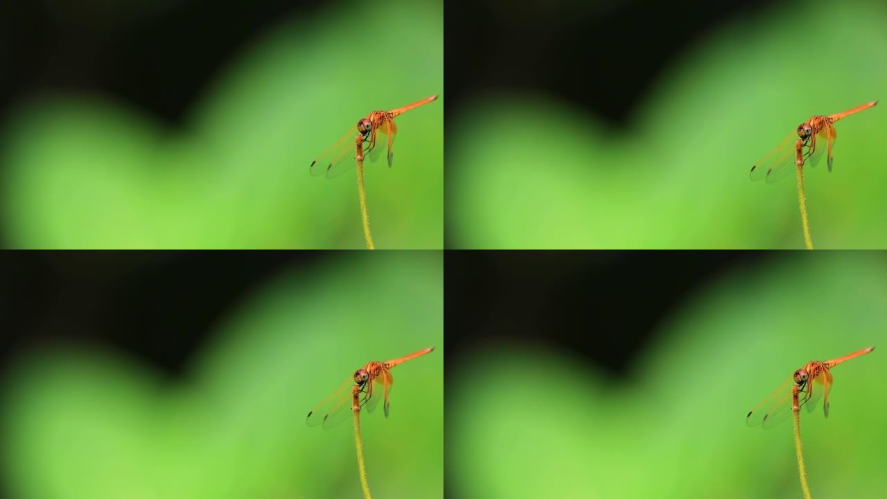 美丽的金红色蜻蜓在自然栖息地的植物茎上。