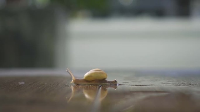 4k视频蜗牛在潮湿的木地板上缓慢爬行。