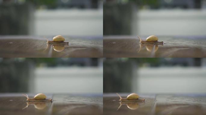 4k视频蜗牛在潮湿的木地板上缓慢爬行。