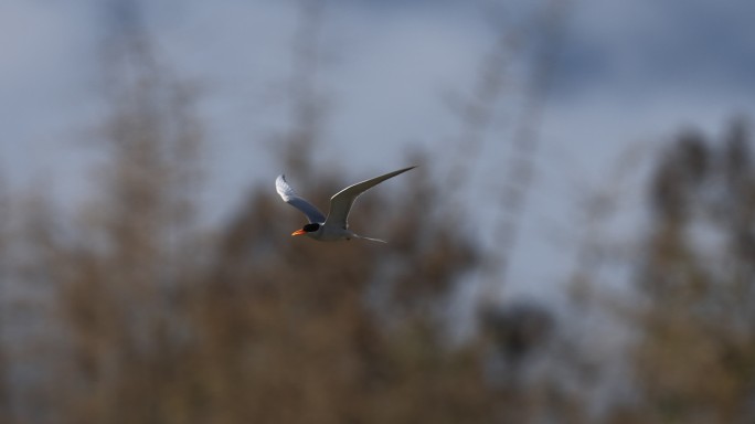 黄嘴河燕鸥在蓝天下飞行的升格视频