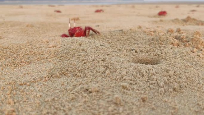 沙滩上的洞中的红蟹