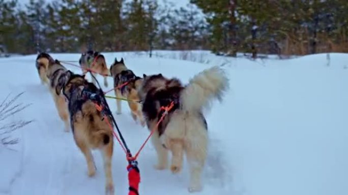 穿着马具的哈士奇狗沿着冬天的路奔跑。毛茸茸的尾巴摆动，后视图。冬季赛道上的狗赛跑，狗拉雪橇。4k，普