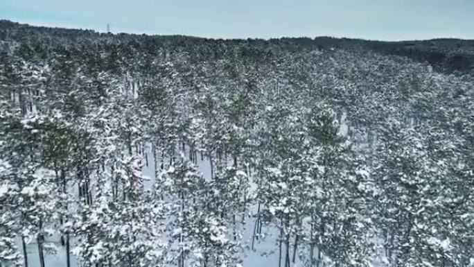 冬季白雪皑皑的森林白天航拍视频