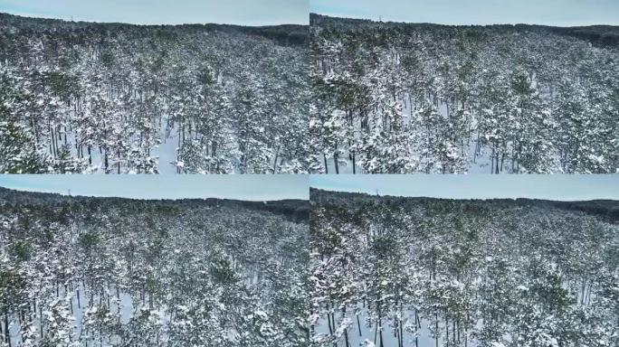 冬季白雪皑皑的森林白天航拍视频