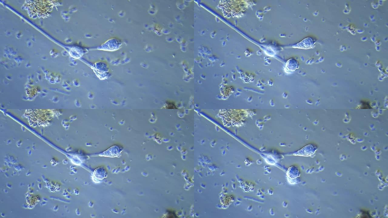 微生物-涡旋菌微距特写微生物