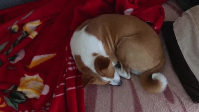 成熟的basenji狗在人的床上睡得很香