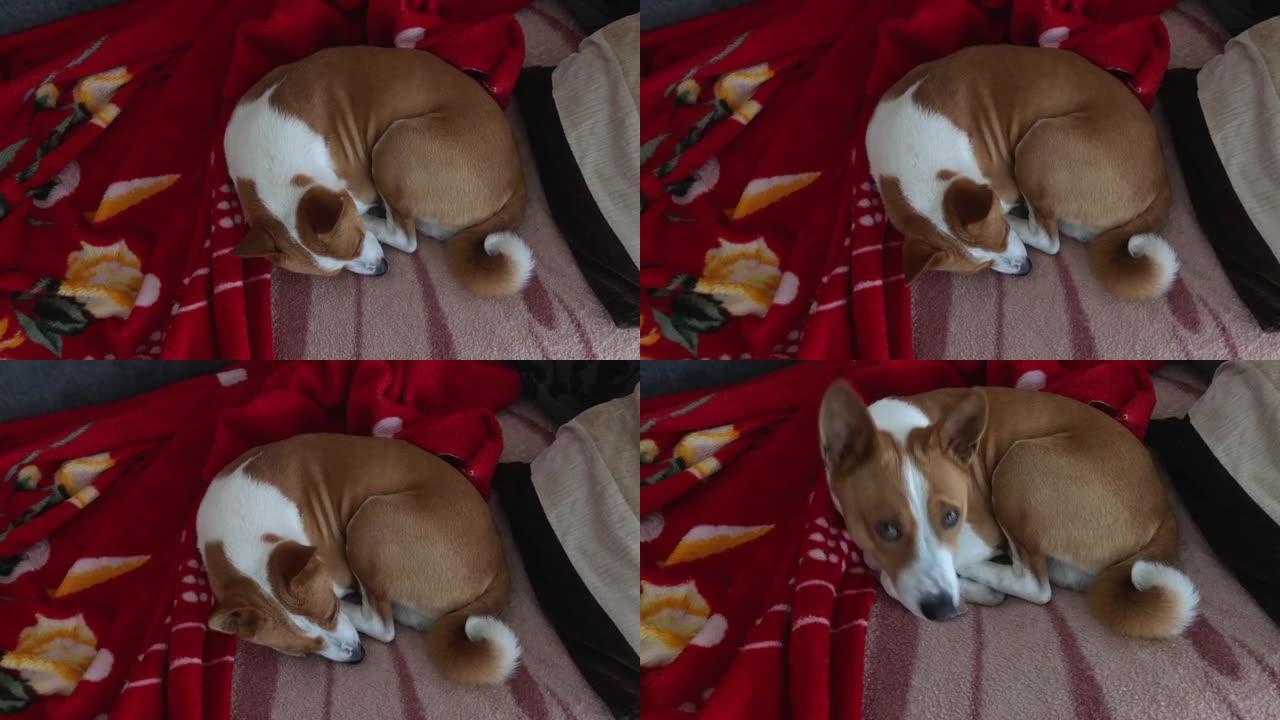 成熟的basenji狗在人的床上睡得很香