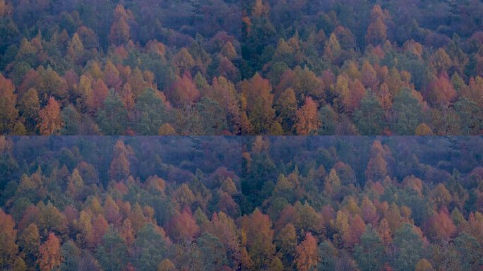 秋天五颜六色层林尽染