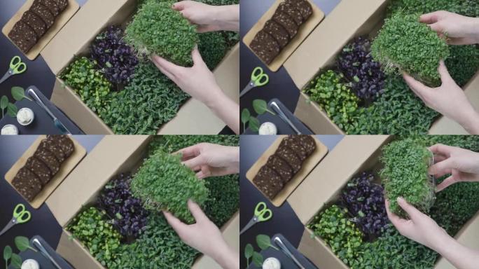 有机生微果岭-一名妇女从装满多个豆芽的纸板箱中捡起一个超级食品豆芽容器的俯视图。健康