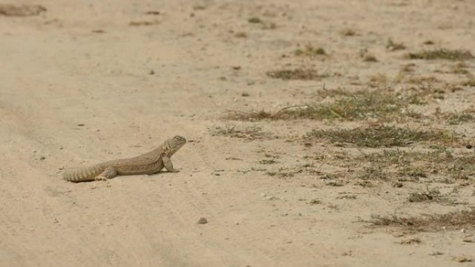 印度拉贾斯坦邦塔尔查帕尔保护区的多刺尾蜥蜴或乌龙龙