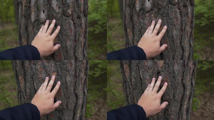 手触摸森林中的树干。雄性手触摸树的湿树皮