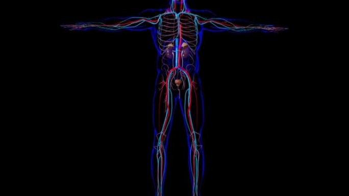 具有膀胱解剖的人体泌尿系统肾脏医学概念3D