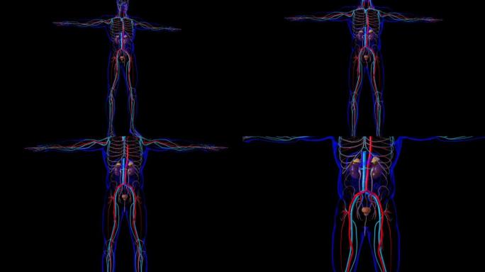 具有膀胱解剖的人体泌尿系统肾脏医学概念3D