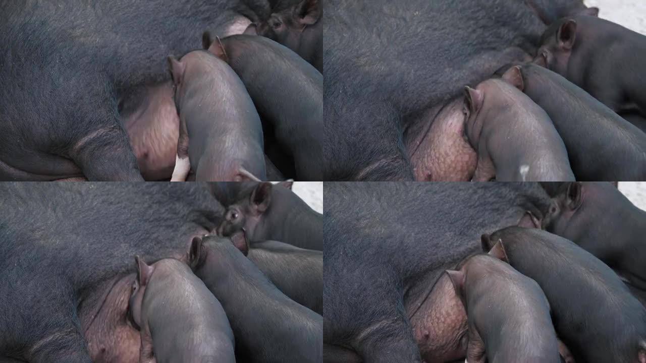 有趣的黑色小猪以母猪的牛奶为食。