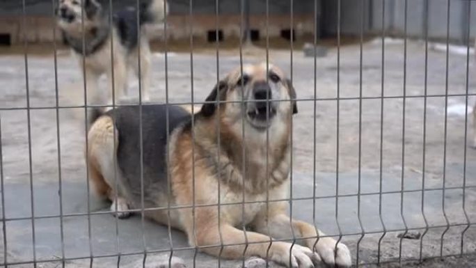 流浪狗庇护所。圈内的无家可归的狗。狗在监狱里吠叫。狗叫在篱笆后面