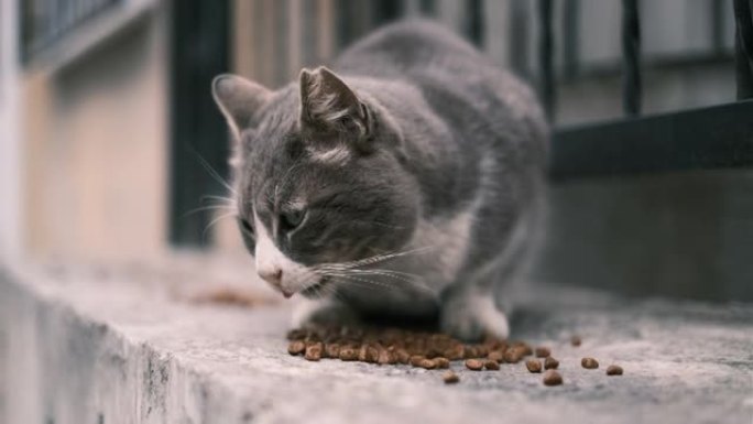 流浪猫吃食物猫咪黑猫黑白花猫