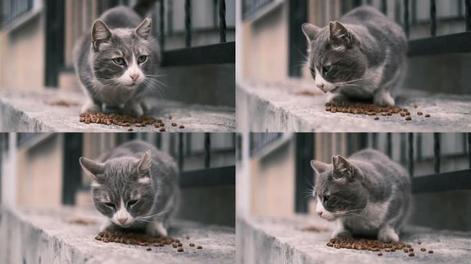 流浪猫吃食物猫咪黑猫黑白花猫