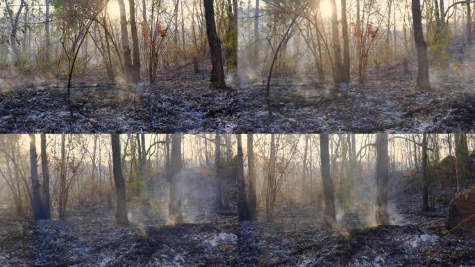 火灾后的森林。被大火严重破坏的树木