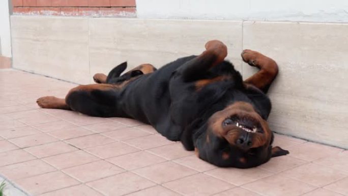有趣的罗威纳犬看门狗躺在地上，摇着尾巴，看着镜头，可爱的小狗在户外放松。可爱的家养宠物在房子附近玩耍