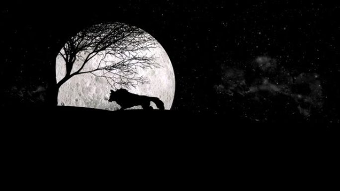 狼在满月之夜嚎叫，嚎叫可以传达诸如狼的位置，关于掠食者的警告以及猎物的位置之类的信息。