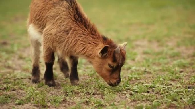 一只棕色的小山羊在绿草中间吃草