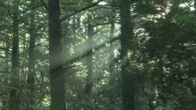 森林_下雨的森林_山林植物林地