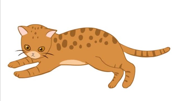 Ocicat