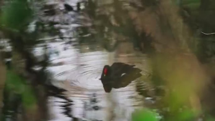 站在池塘里的绿藻一只黑色鸭子视频素材