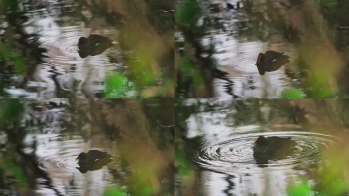 站在池塘里的绿藻一只黑色鸭子视频素材