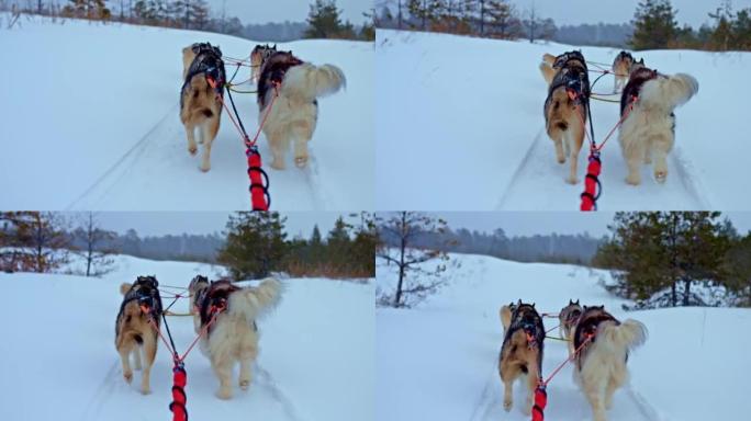 狗在安全带中奔跑，后视图。狗正拉着雪橇，沿着雪道奔跑。赛狗，蓬松的尾巴和狗爪。4k，普洛雷斯
