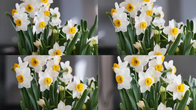春季水仙花特写，4k镜头，倾斜镜头。