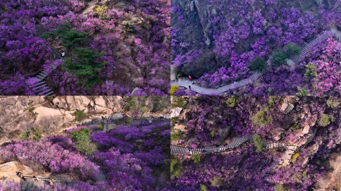 大珠山杜鹃花