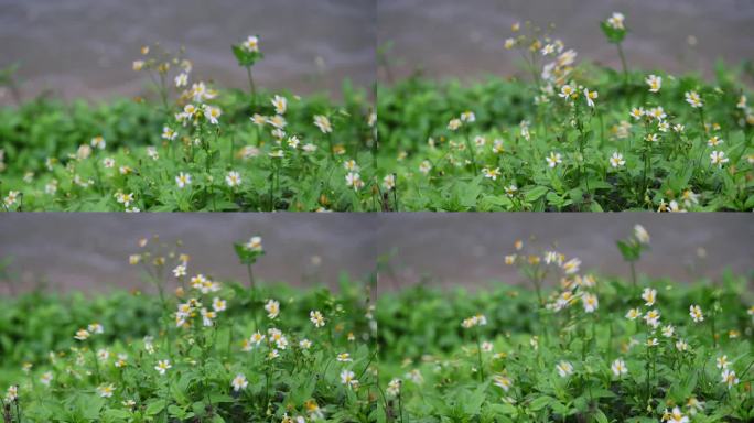 阴天湖边小雏菊在风中摇曳短视频1080p