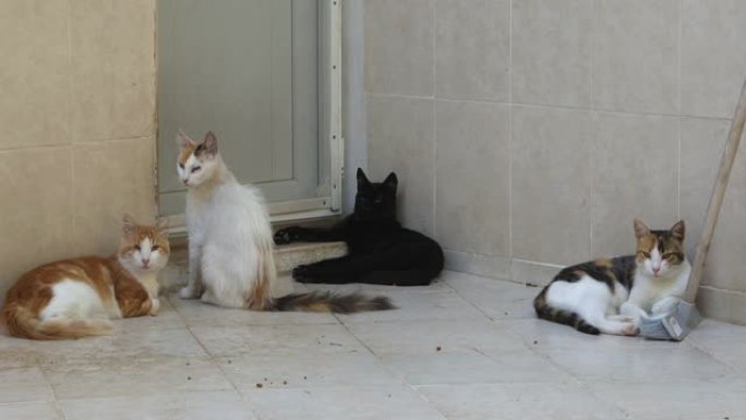 街头猫在家门口等着喂食
