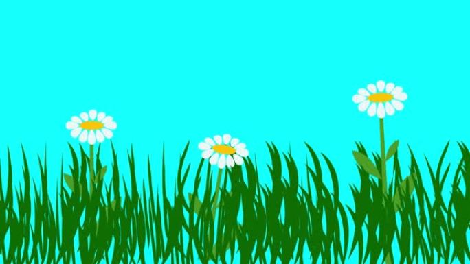 植物和花卉的卡通动画，蓝屏色键，平面设计