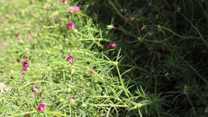 马齿苋的幼洋红色花和绿芽