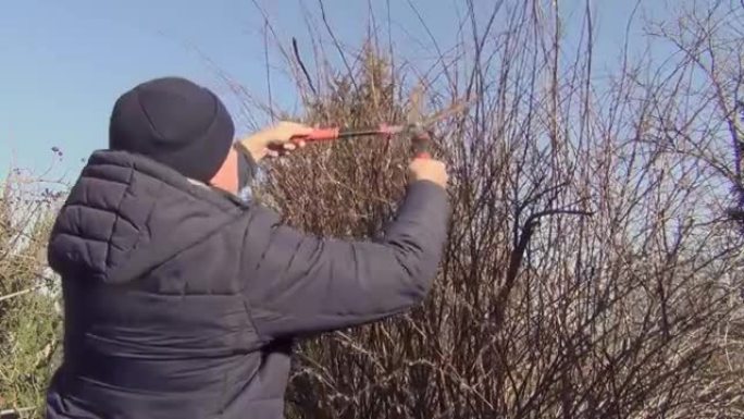 一个男人用修剪器砍掉灌木丛的树枝